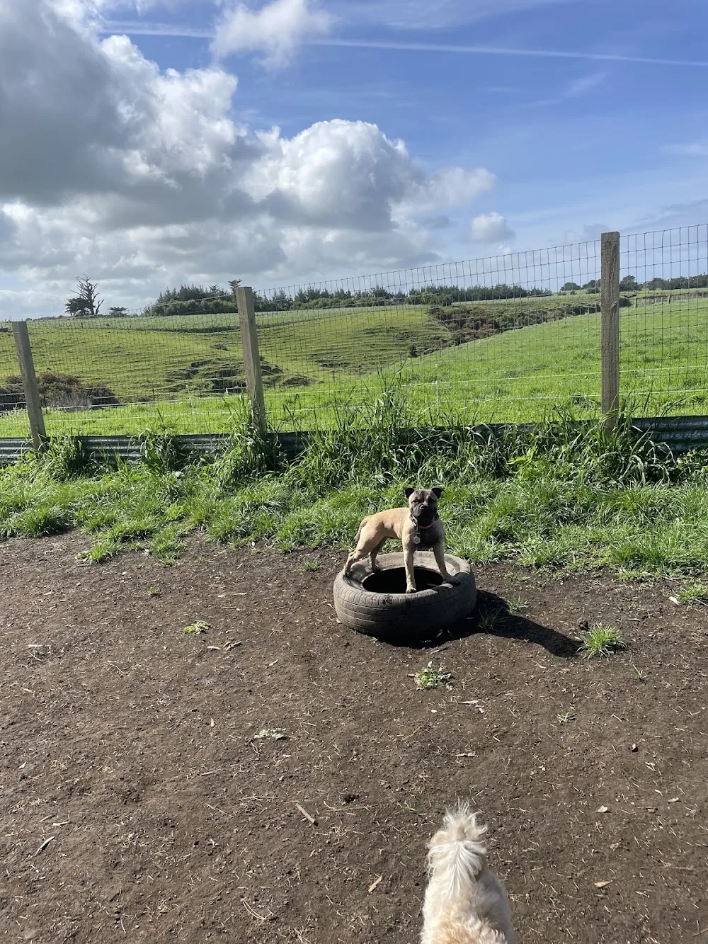 Pawtea Kennels & Cattery - Taranaki pet otel görseli 3