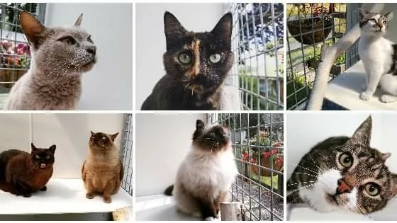 Purring Cat Cattery - Taranaki pet otel
