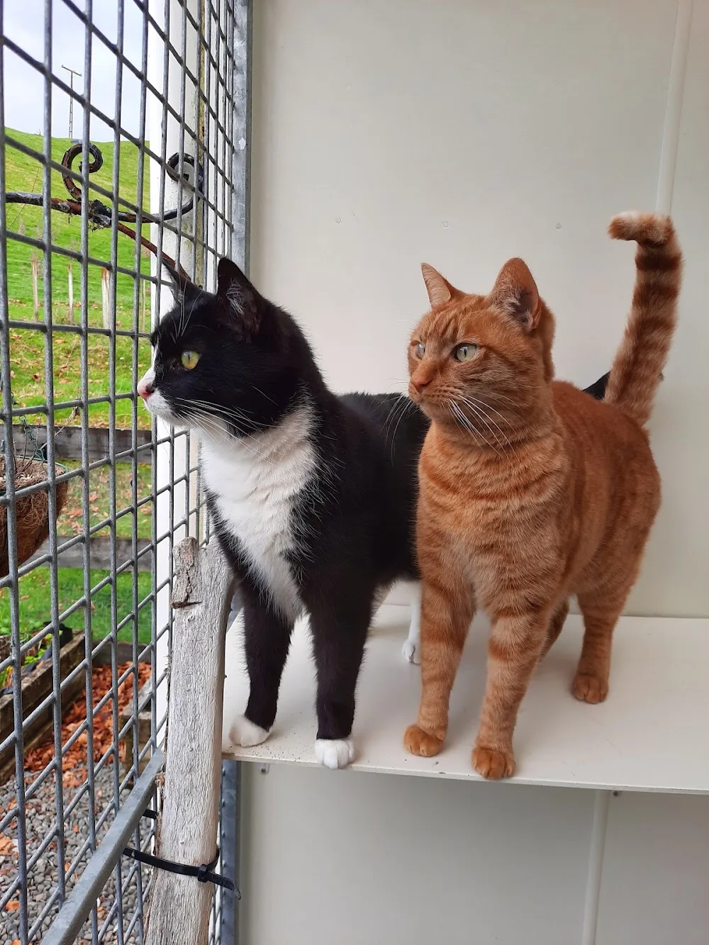 Purring Cat Cattery - Taranaki pet otel görseli 3