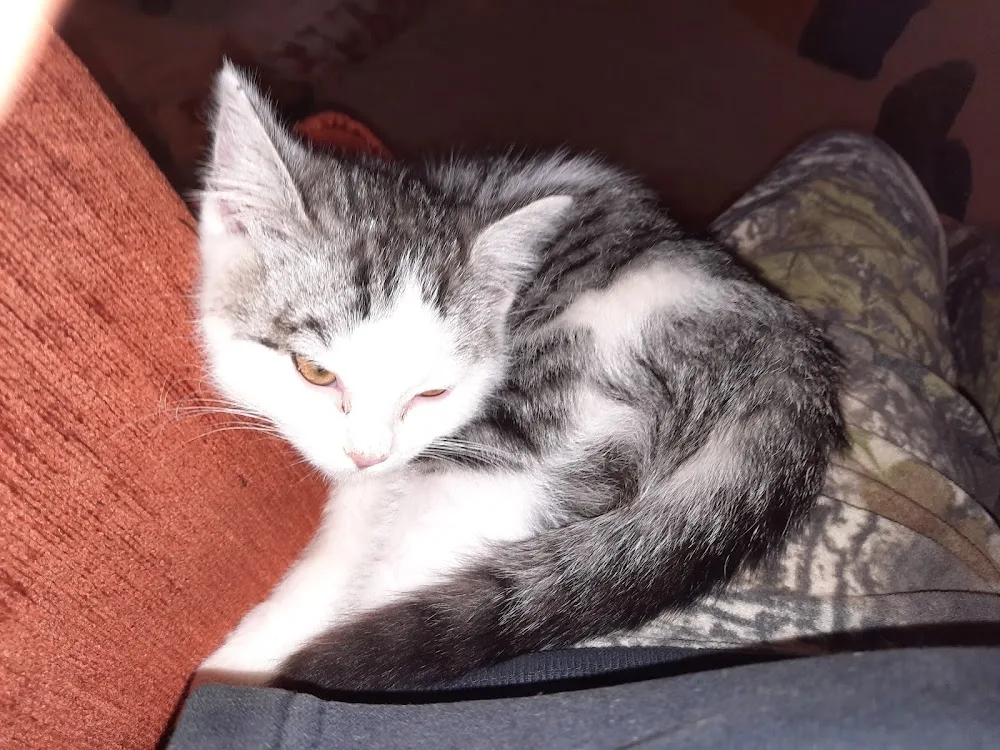 Sentry Hill Cattery - Taranaki pet otel görseli 2