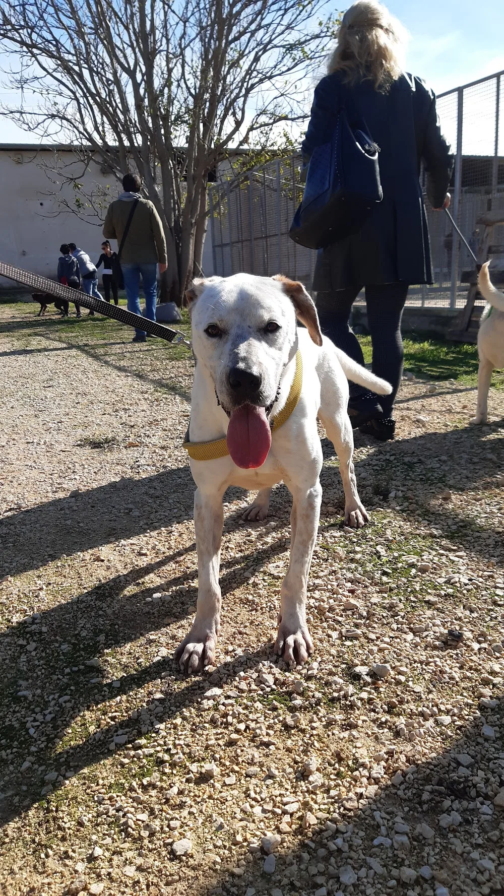 Canile Sanitario di Taranto - Taranto pet otel