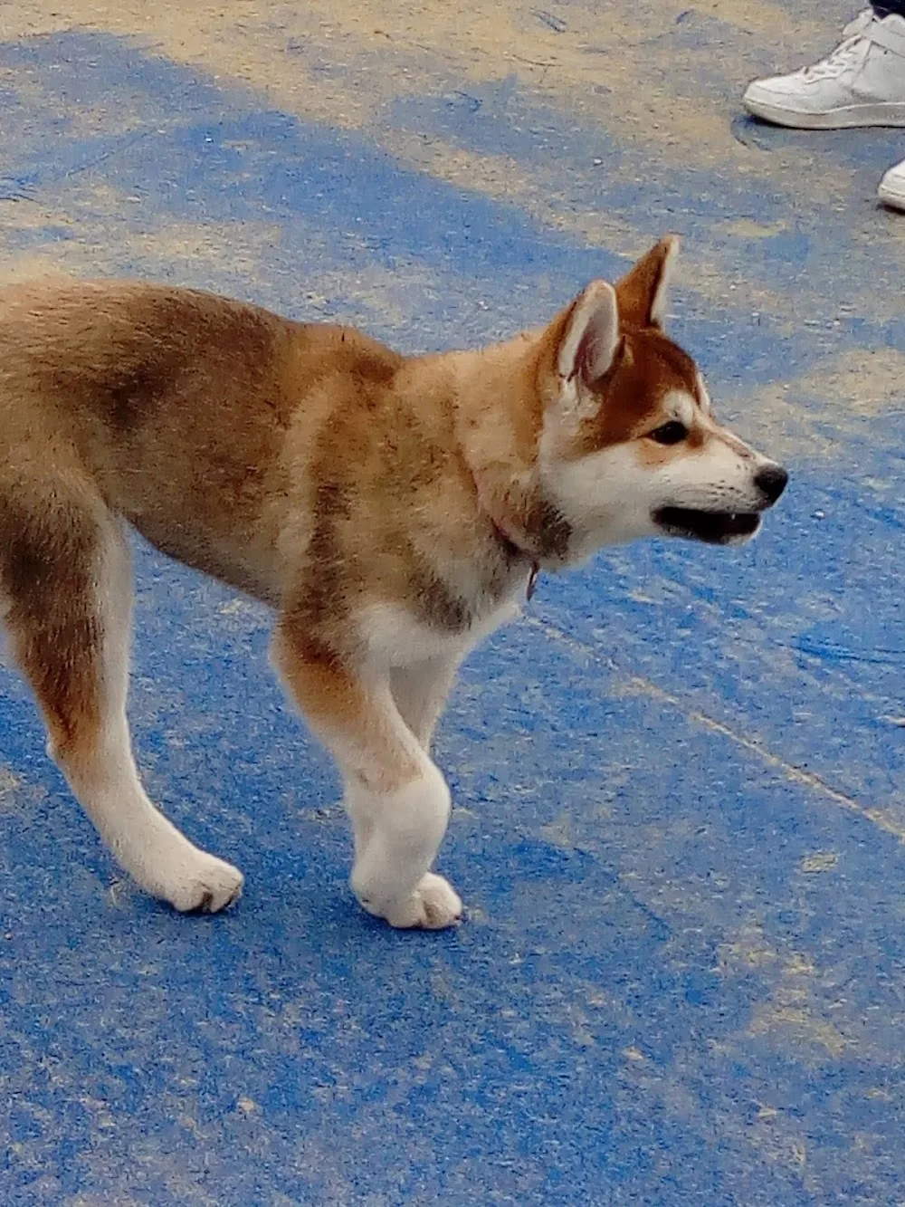 Qua La Zampa Taranto - Taranto pet otel görseli 3