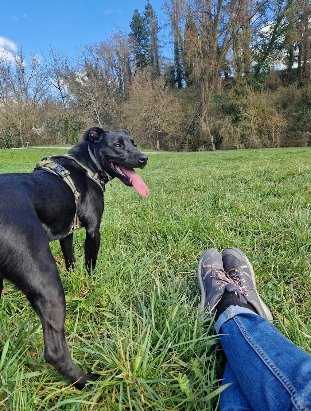 Anima'Pattes Centre aéré pour chien, pension féline événements et vente de produits pour chiens et chats. - Tarn pet otel görseli 3