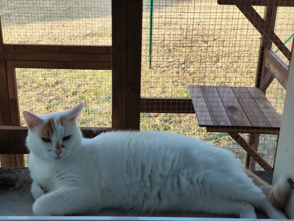 Cat & Mimi - Tarn pet otel