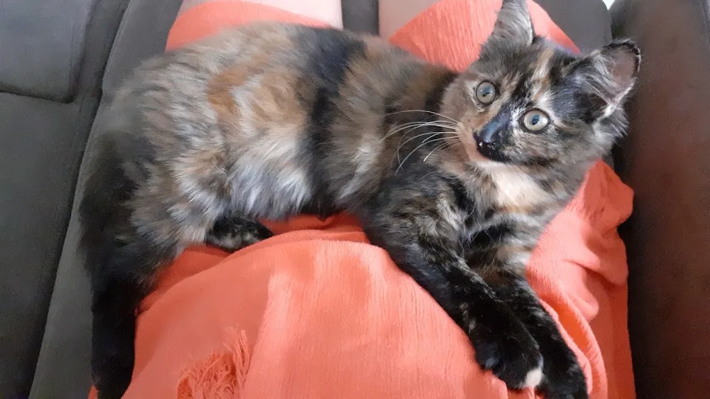 Cat & Mimi - Tarn pet otel görseli 3