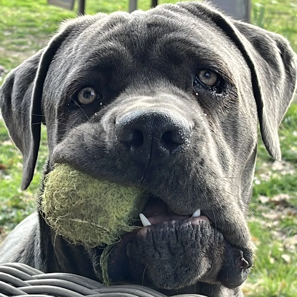 Baballe and babines - pension canine familiale premium - Tarn-et-Garonne pet otel