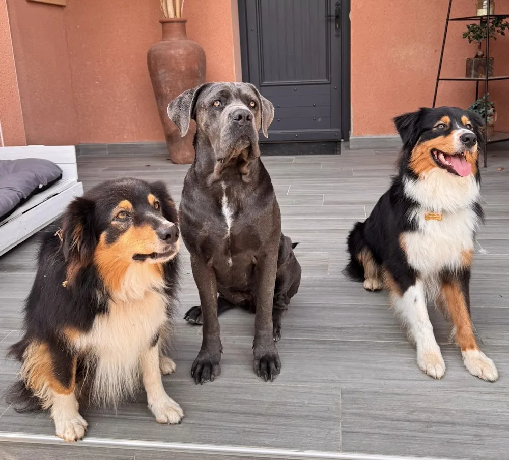Baballe and babines - pension canine familiale premium - Tarn-et-Garonne pet otel görseli 3