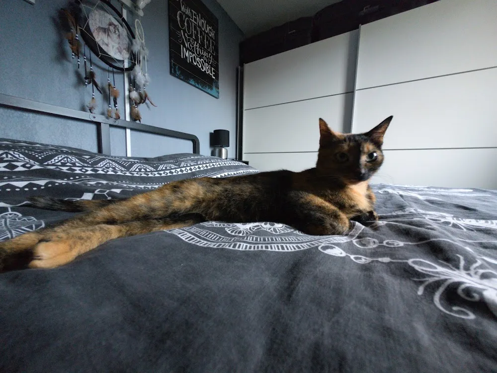 Chatterie La Belle Vie - Tarn-et-Garonne pet otel görseli 3