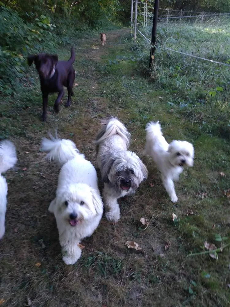 LA COLO - PENSION CHIENS CHATS TARN ET GARONNE - Tarn-et-Garonne pet otel