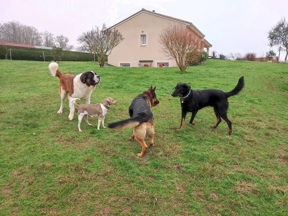 LA COLO - PENSION CHIENS CHATS TARN ET GARONNE - Tarn-et-Garonne pet otel görseli 3