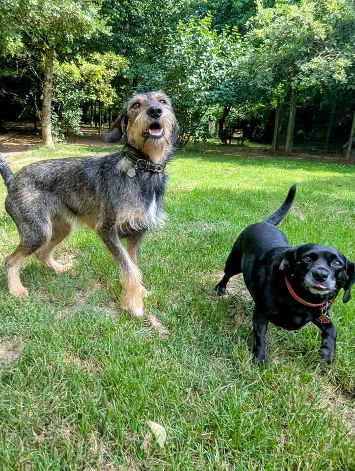 La pension de Sirius - Pension canine à Moissac - Tarn-et-Garonne pet otel görseli 3