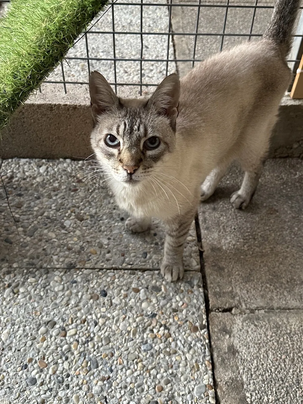Le Clos des Chats Bottés - Tarn-et-Garonne pet otel görseli 3