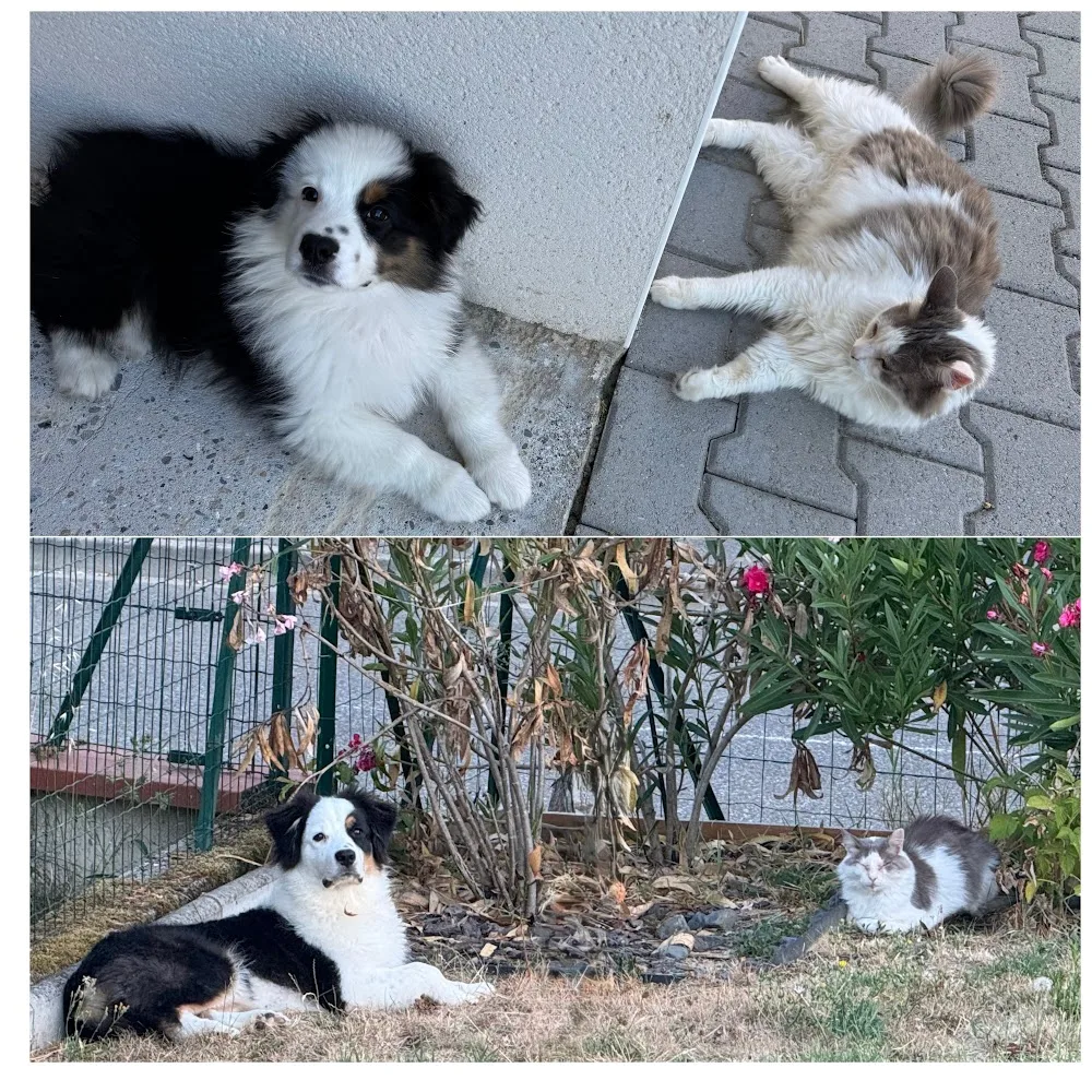 Ô Croc Mignon - Pension et Éducation Canine - Tarn-et-Garonne pet otel görseli 4