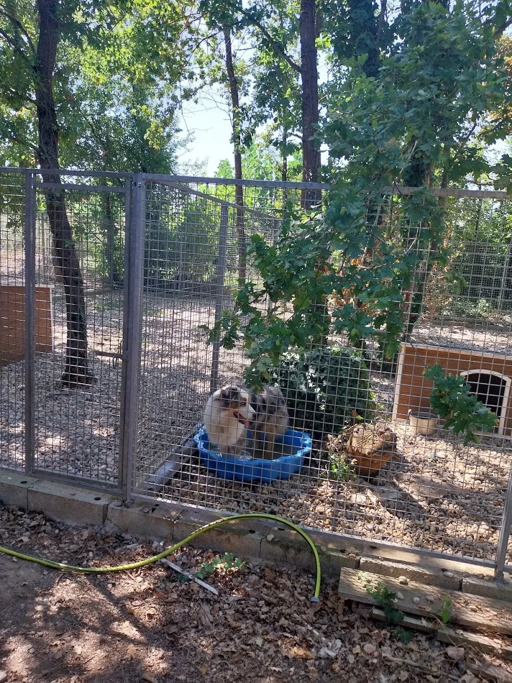 PENSION CHATS ET CHIENS ELEVAGE DES HAUTS BRIFFAUTS - Tarn-et-Garonne pet otel görseli 3