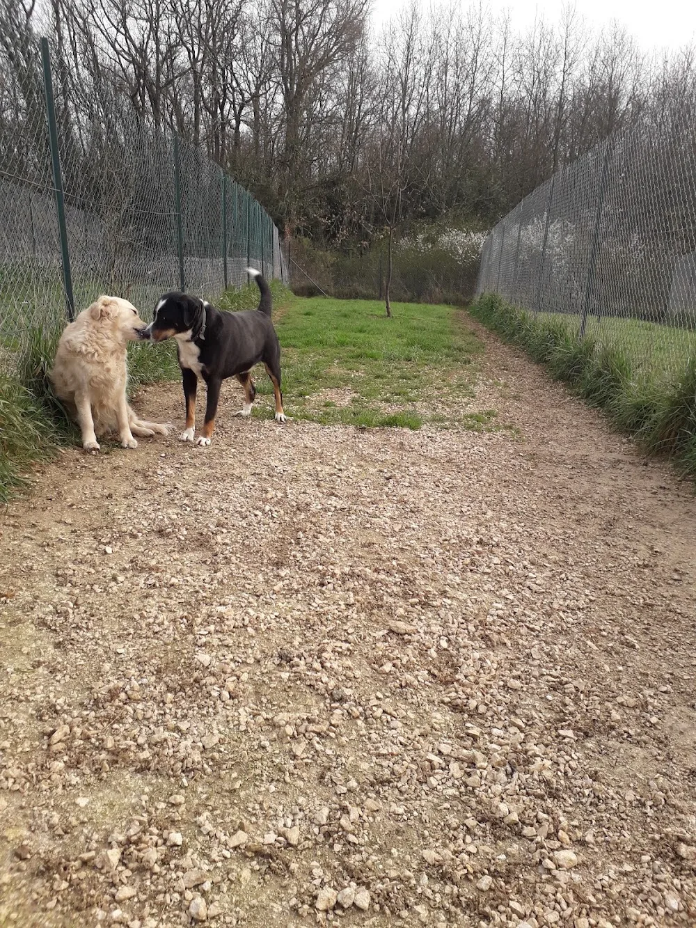 PENSION CHIENS ET CHATS IXARDEL - Tarn-et-Garonne pet otel görseli 2