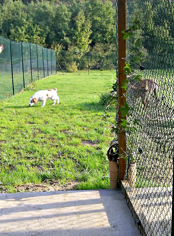 PENSION CHIENS ET CHATS IXARDEL - Tarn-et-Garonne pet otel görseli 3