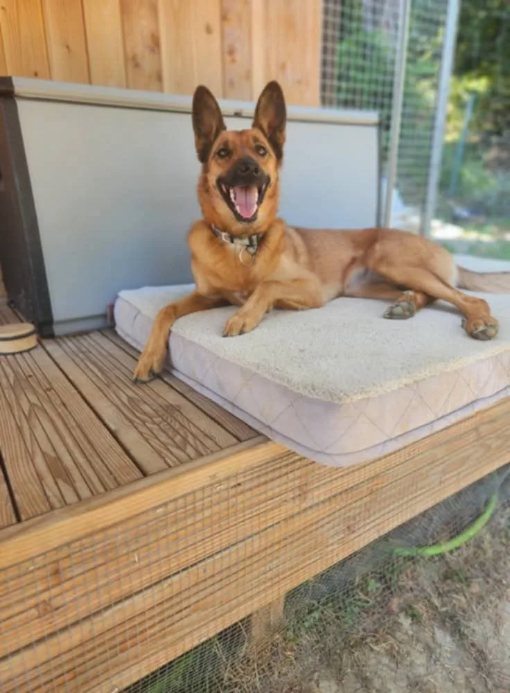 Pension Holidays-pension pour chien - Tarn-et-Garonne pet otel görseli 2