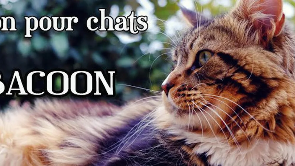 Pension pour chats ABACOON - Tarn-et-Garonne pet otel görseli 2