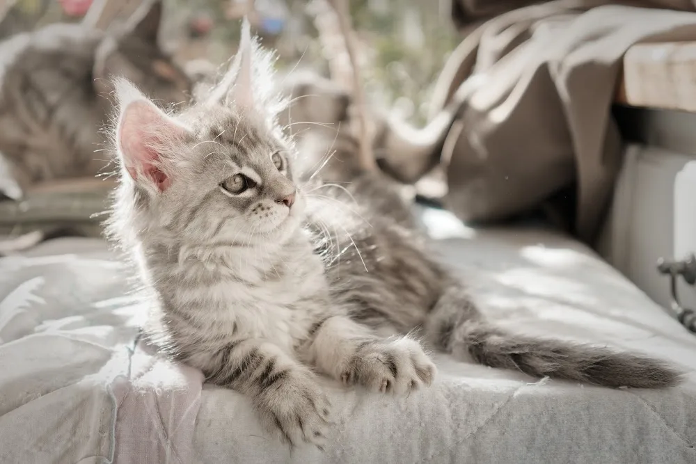 Pension pour chats ABACOON - Tarn-et-Garonne pet otel görseli 3