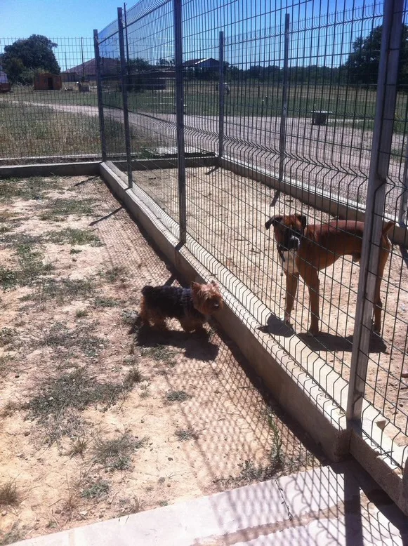 Pension pour chiens Living Links - Tarn-et-Garonne pet otel görseli 3