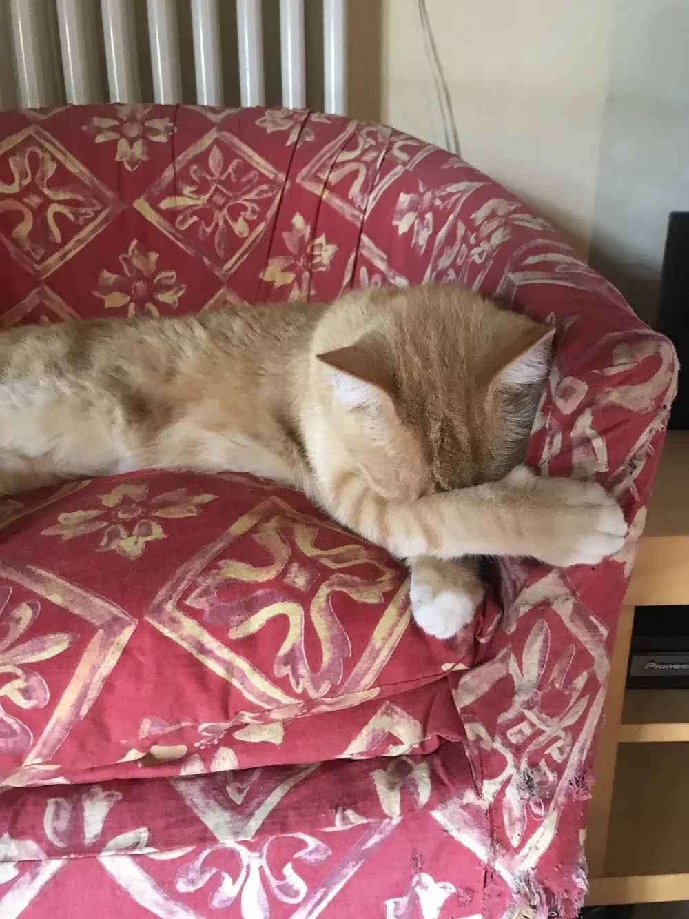 Un rêve de chat - Tarn-et-Garonne pet otel görseli 2