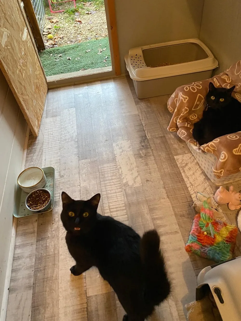Un rêve de chat - Tarn-et-Garonne pet otel görseli 3