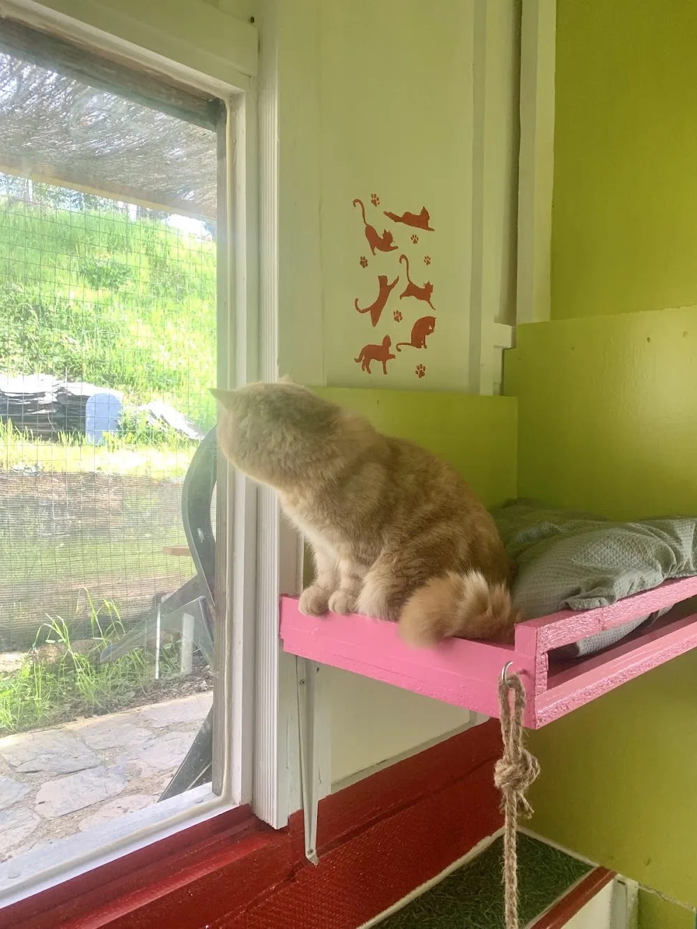 Les Chats des Monts - Tarn pet otel görseli 3