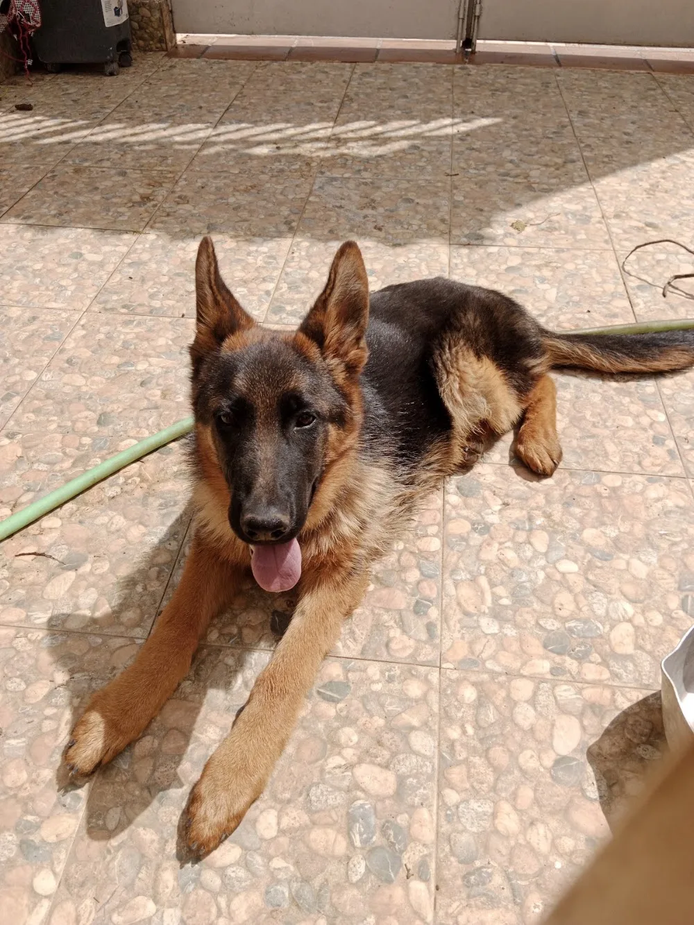 Centro Canino Biyu Vilaverd - Tarragona pet otel görseli 3