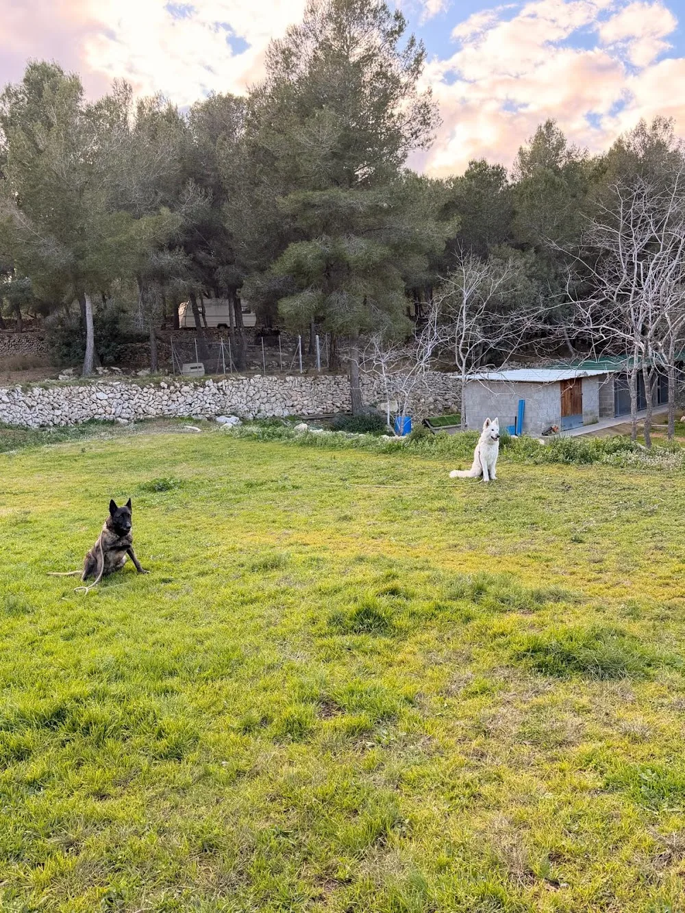 Escola residencia canina Espai Verd - Tarragona pet otel görseli 3