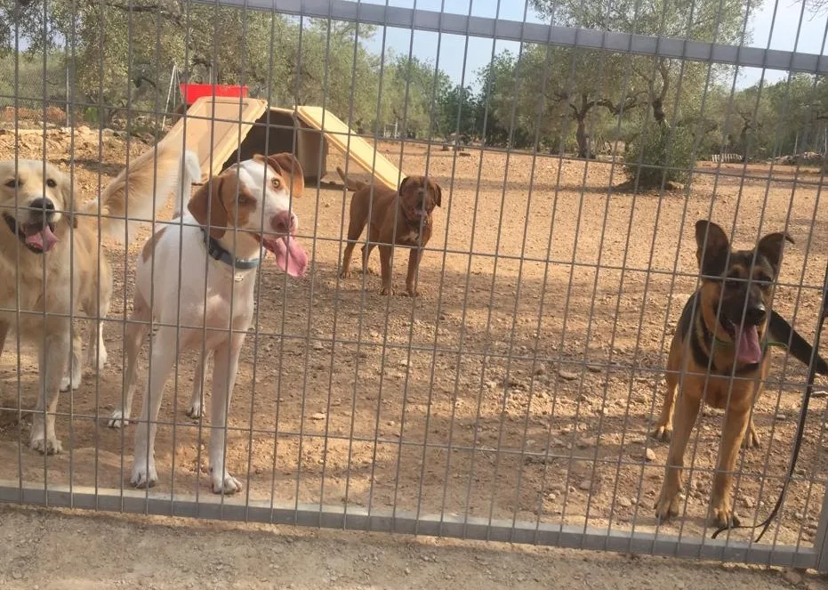 Hachiko Ebre - Tarragona pet otel görseli 3