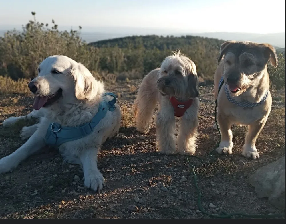 Happy Dog Hotel - Tarragona pet otel