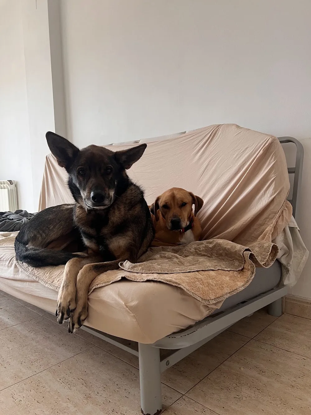 Peludos como en casa - Cuidado de mascotas - Tarragona pet otel görseli 3