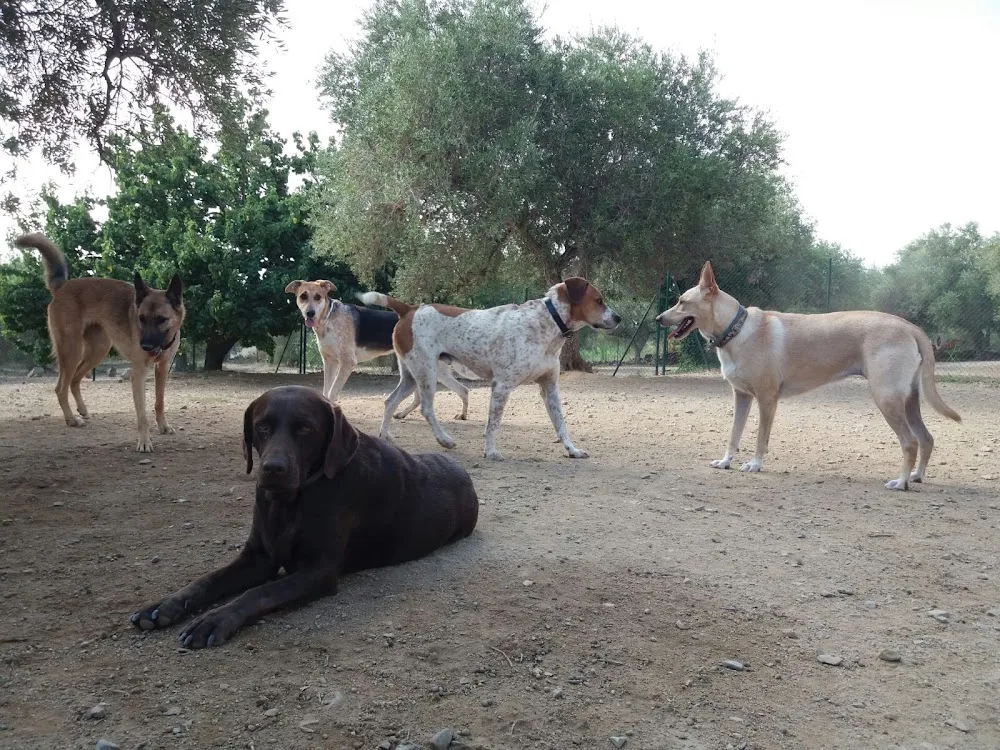 Residencia Canina Can Olivera - Tarragona pet otel görseli 3