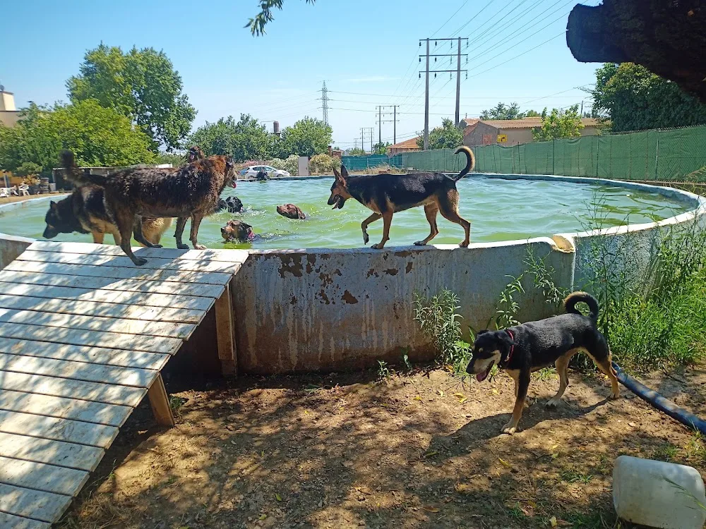 Residencia Canina El Mas - Tarragona pet otel görseli 3