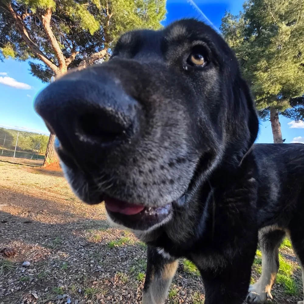Residencia canina Jordi Mestres - Tarragona pet otel görseli 2