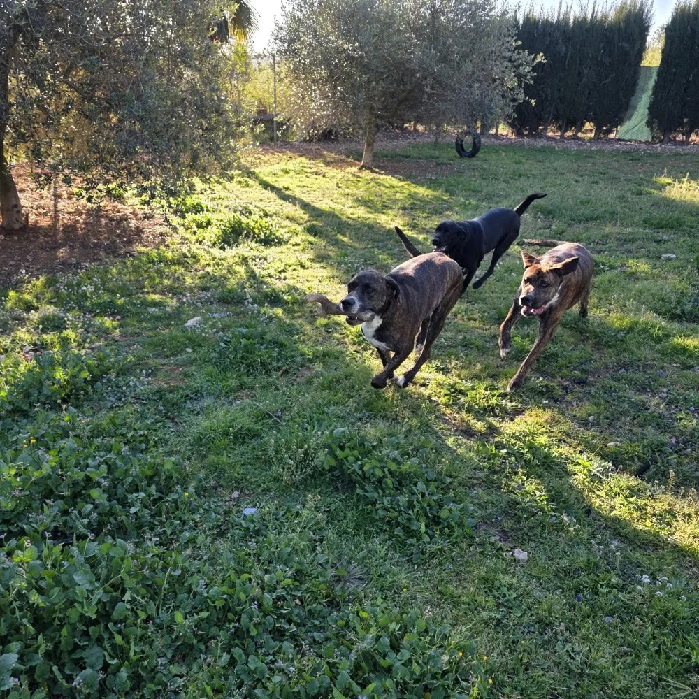 Residencia canina Jordi Mestres - Tarragona pet otel görseli 3