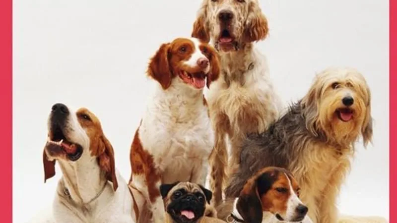 Residencia canina Masia Can Nene - Tarragona pet otel görseli 2