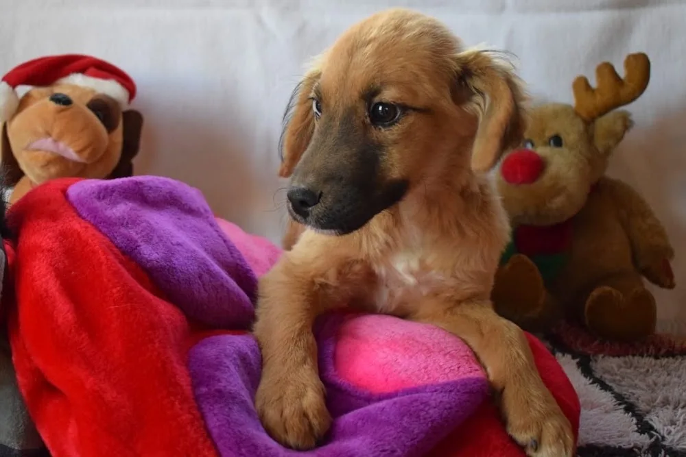Residencia canina Masia Can Nene - Tarragona pet otel görseli 3