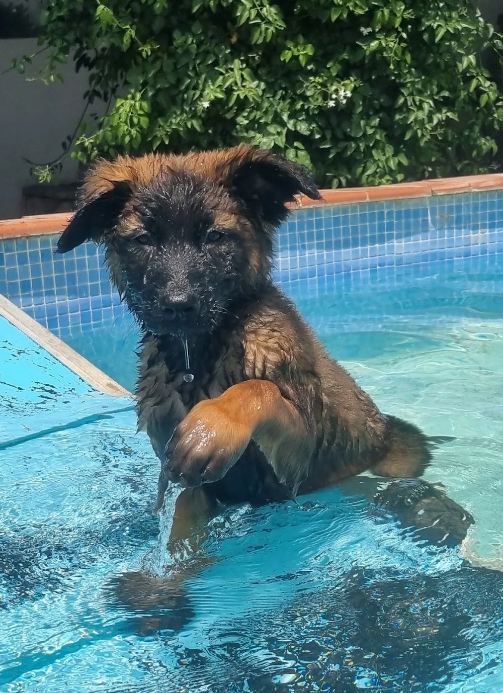 Residencia Canina y Adiestramiento Can Brutus - Tarragona pet otel görseli 2