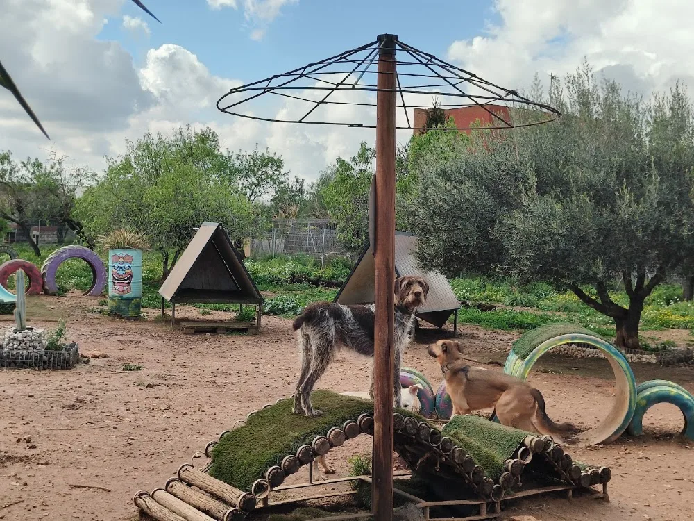 Tiki Ohana - Resort Canino, Mondioring y Adiestramiento - Tarragona pet otel görseli 3