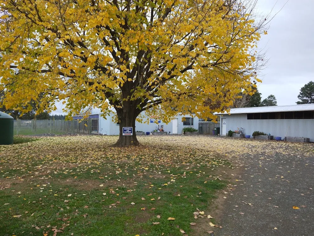 Homewood Boarding Kennel & Cattery - Tasman pet otel