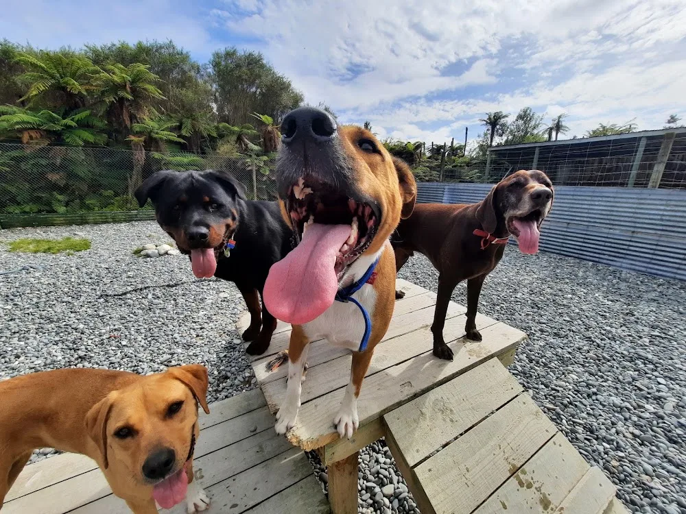 Stafford Kennels And Cattery - Tasman pet otel