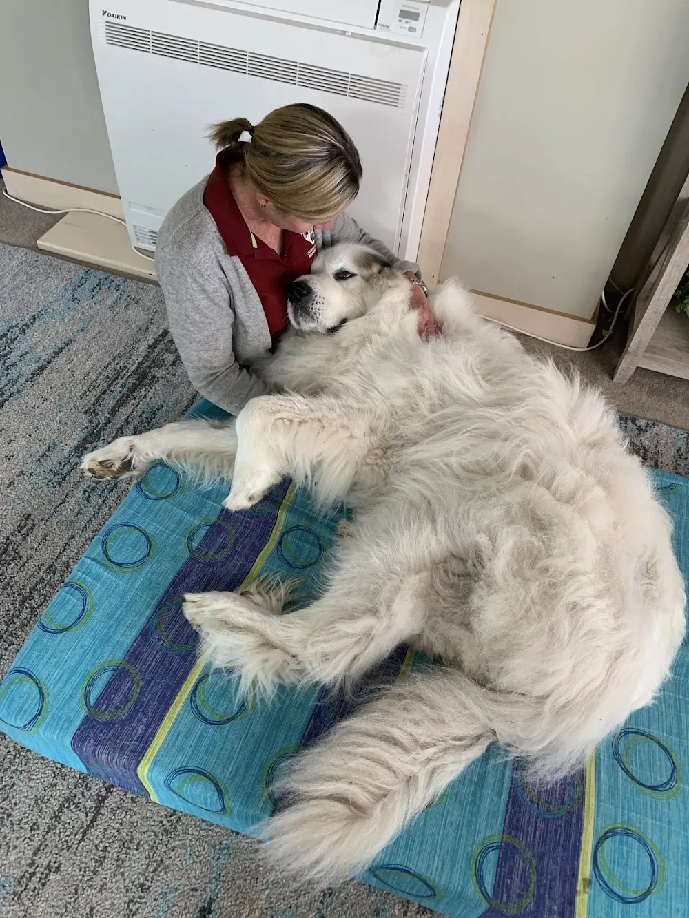 Canine Health and Rehabilitation - Tasmania pet otel görseli 3