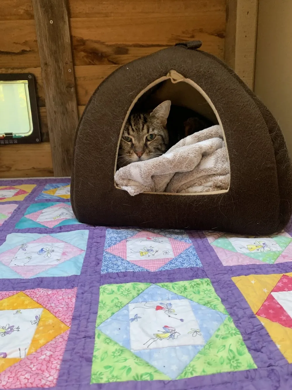 Cat Sit - Tasmania pet otel görseli 2