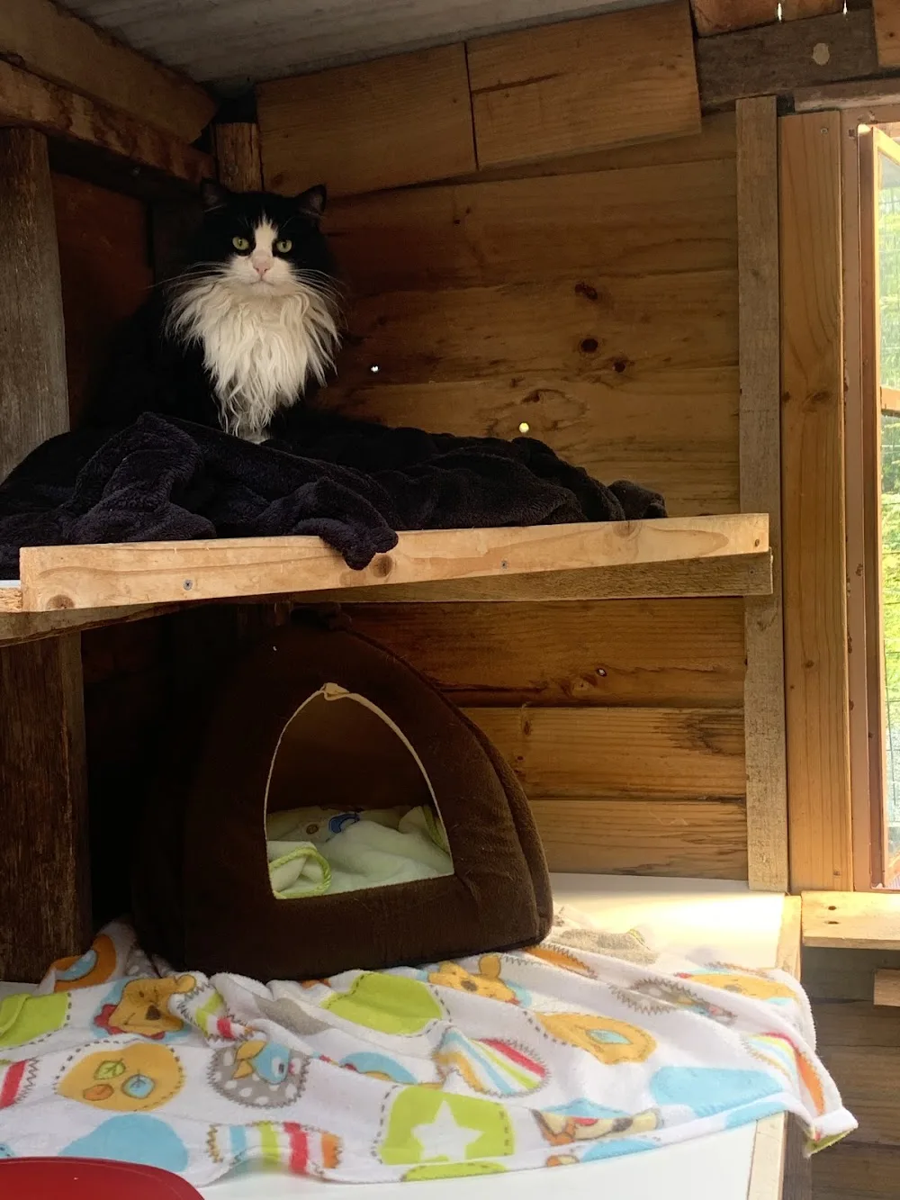 Cat Sit - Tasmania pet otel görseli 3