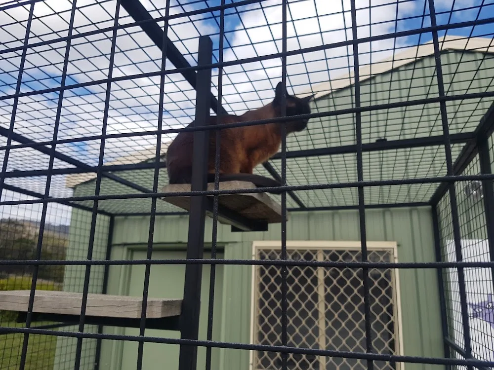 Catnip Cattery - Tasmania pet otel görseli 3