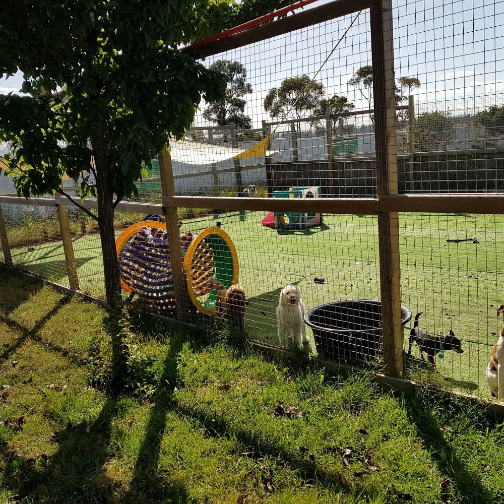 Doggos on Shelomith - Tasmania pet otel görseli 2