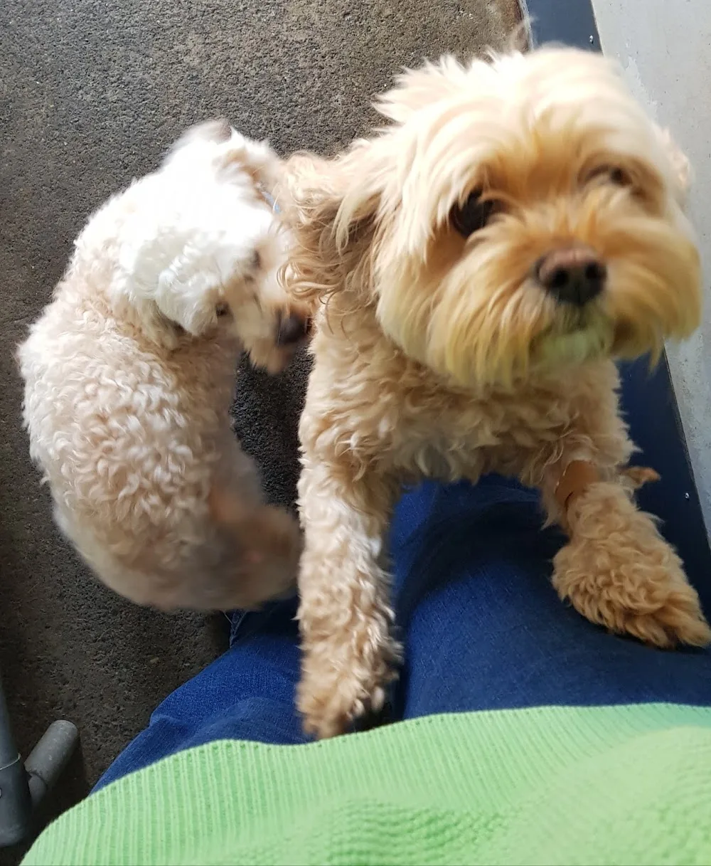Doggos on Shelomith - Tasmania pet otel görseli 3
