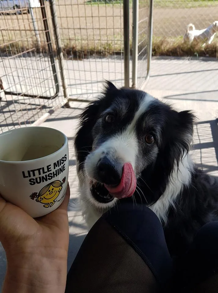 Enfield Kennels - Dog Resort - Tasmania pet otel görseli 2