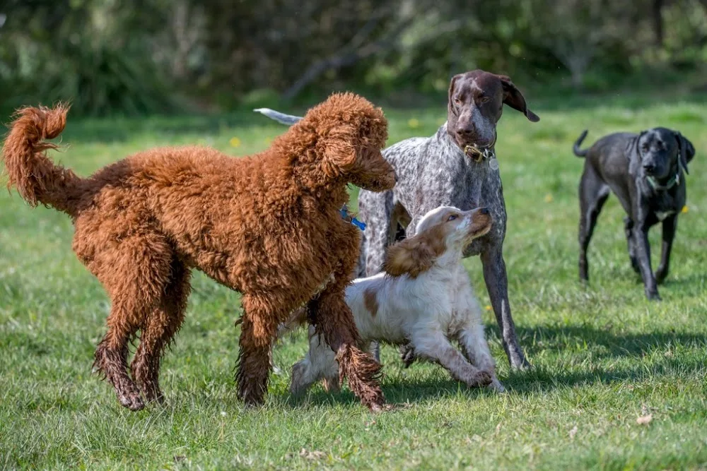 kimberly's pet services - Tasmania pet otel görseli 2